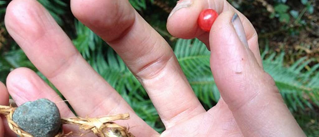 close up of a hand holding a single huckleberry