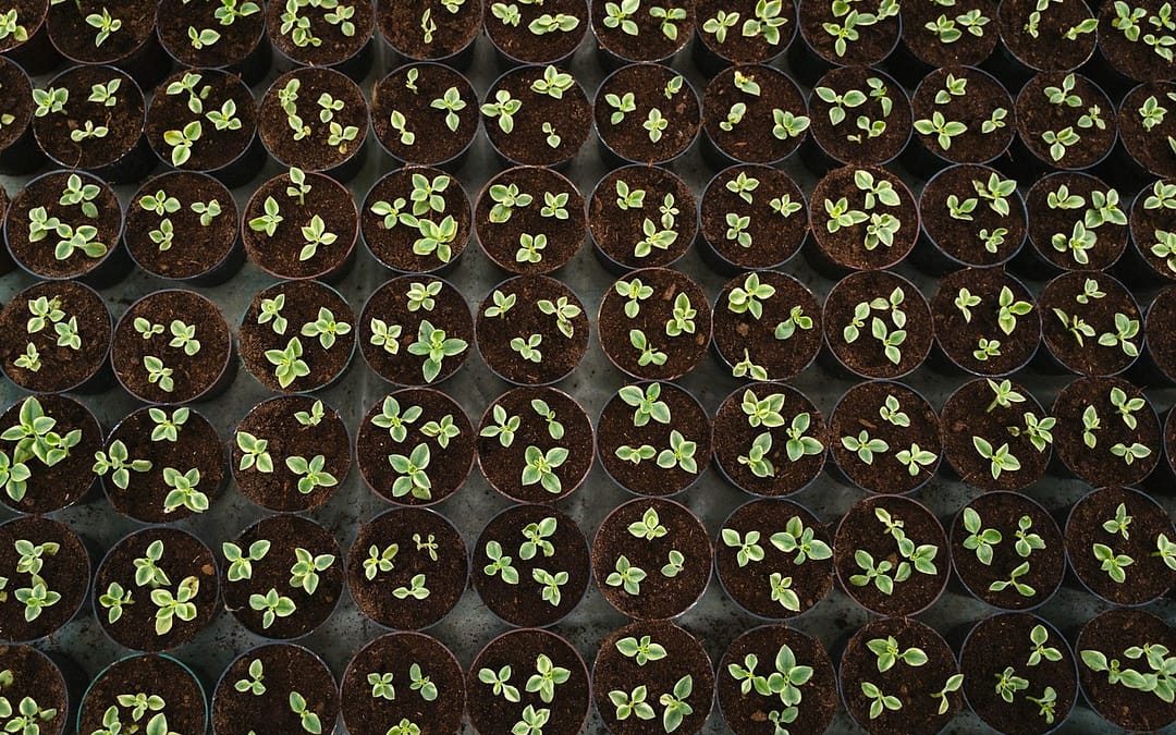 Aerial shot of a grid of seedlings in pots. Photo by Tima Miroshnichenko.