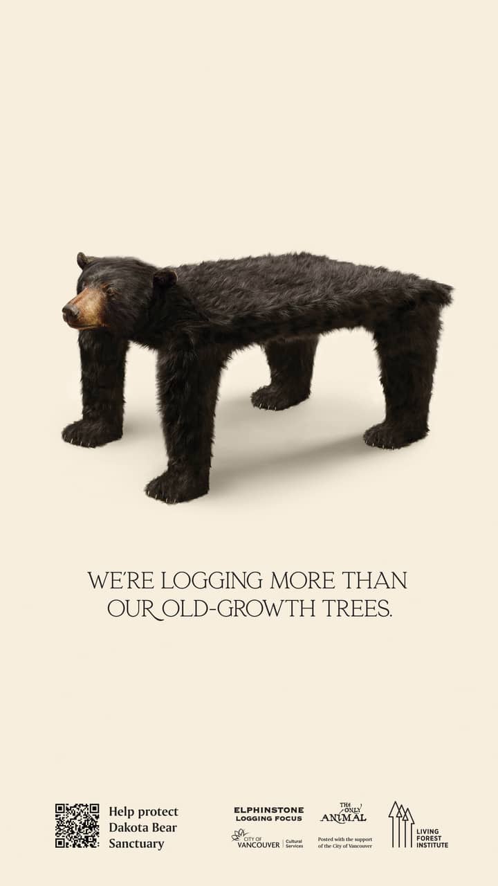 Image of a table that is covered in dark brown fur with bear feet. There is a bear's head coming out of the front edge of the table. Underneath is the next "We're logging more than our old-growth trees."
